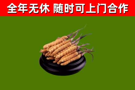 泉山回收冬虫夏草